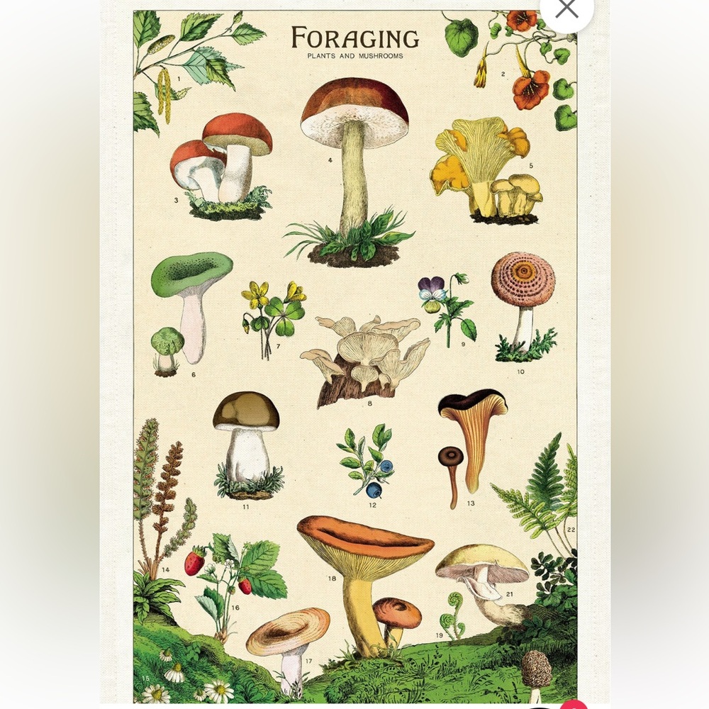 🎈2/$30 - NWOT “FORAGING Plants and Mushrooms” 100% Cotton Tea Towel - Picture 2 of 7